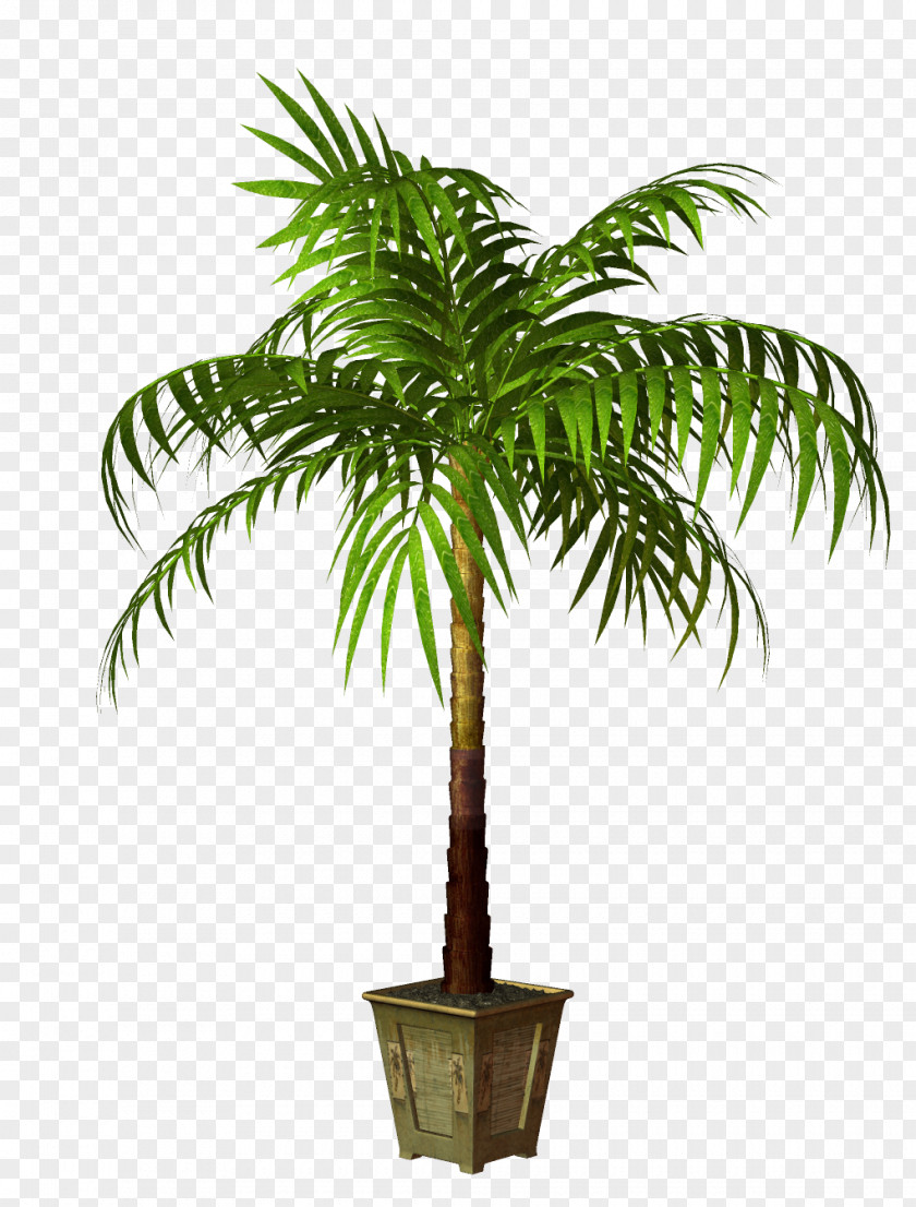 Coconut Tree Houseplant Flowerpot PNG