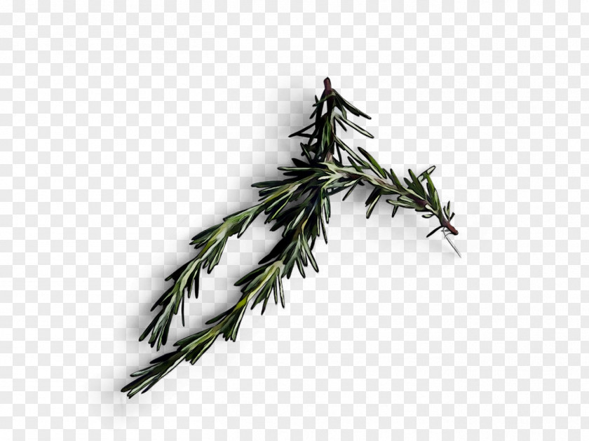 Fir Plant Stem Leaf Twig Herb PNG