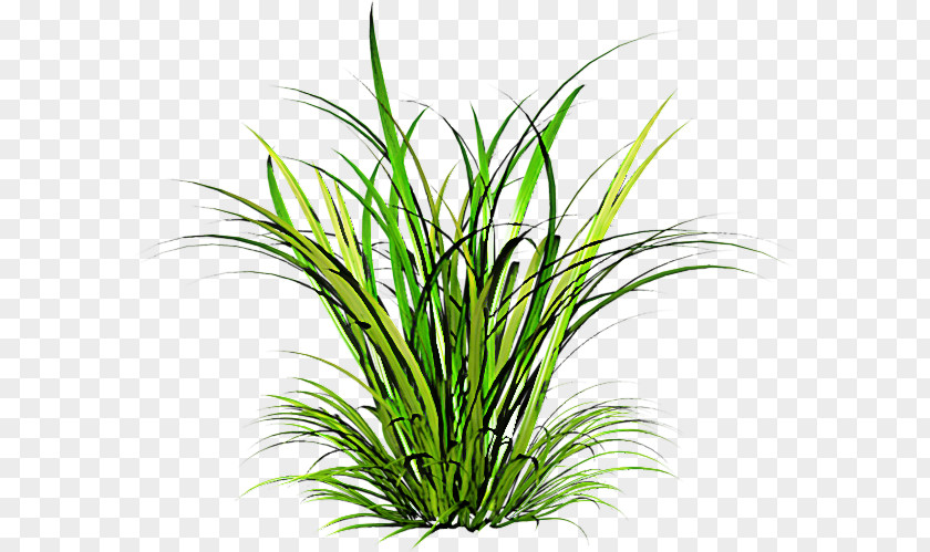 Flower Houseplant Grass Plant Terrestrial Family Chives PNG