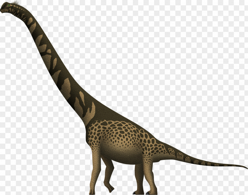 Giraffe Cedarosaurus Brachiosaurus Giraffatitan Barremian PNG
