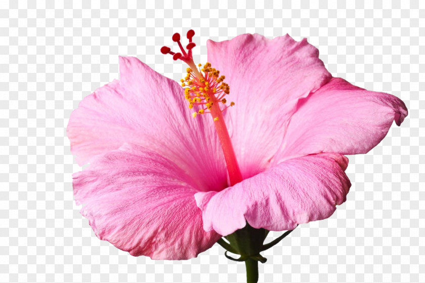 Pink Hibiscus Flowers Shoeblackplant Stock Photography Royalty-free PNG