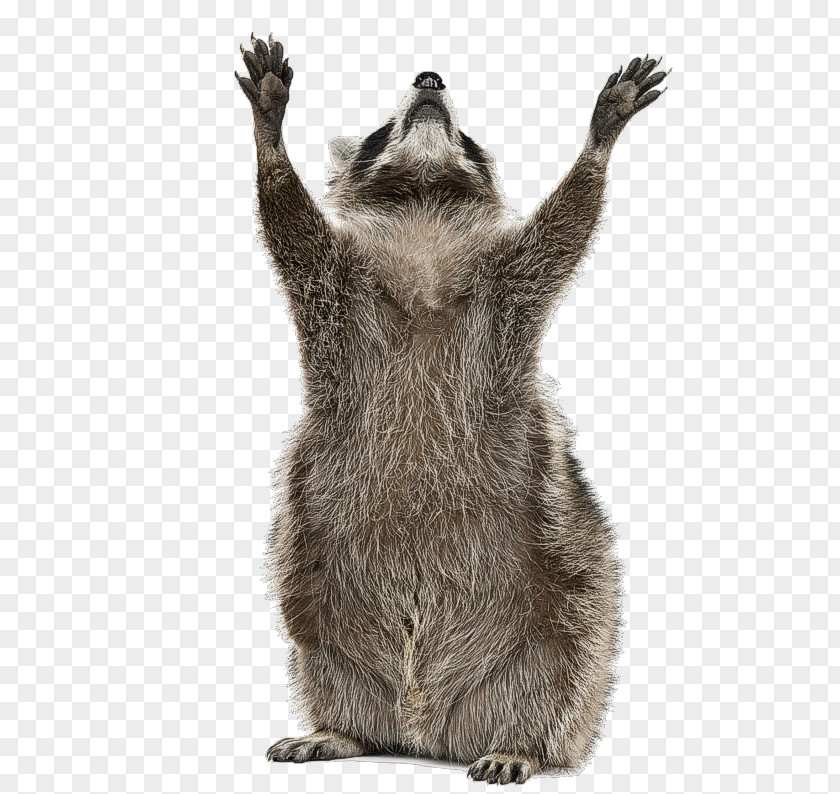 Raccoon Giant Panda Stock Photography Royalty-free PNG