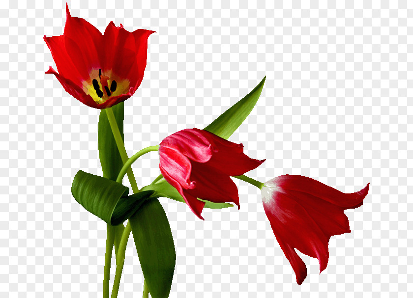 Red Tulips Montpellier Week Wallpaper PNG