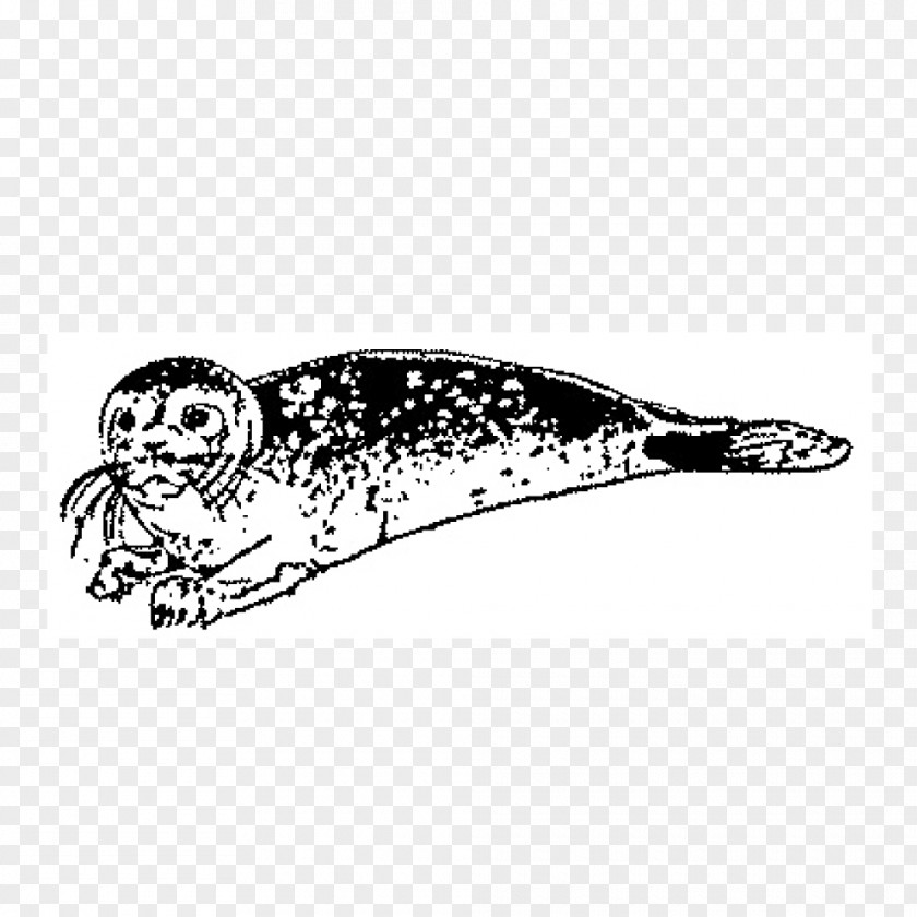 Seal Stamp Earless Drawing Marine Mammal Beak PNG