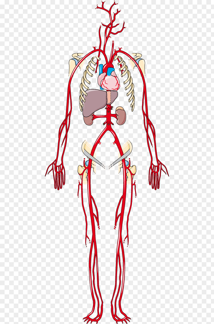 Artery Vein Human Body Anatomy Clip Art PNG