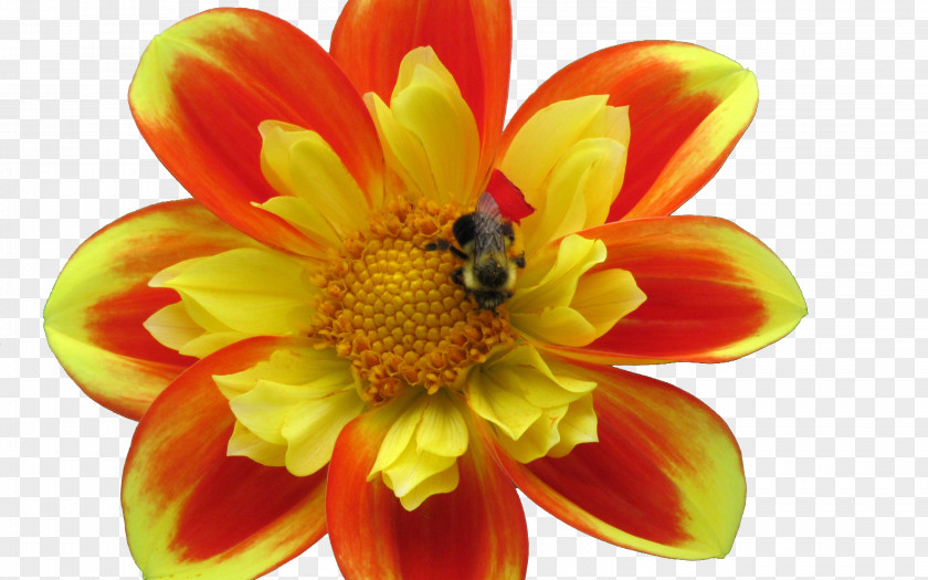 Bees Are Collecting Nectar Dahlia Honey Bee Apidae PNG