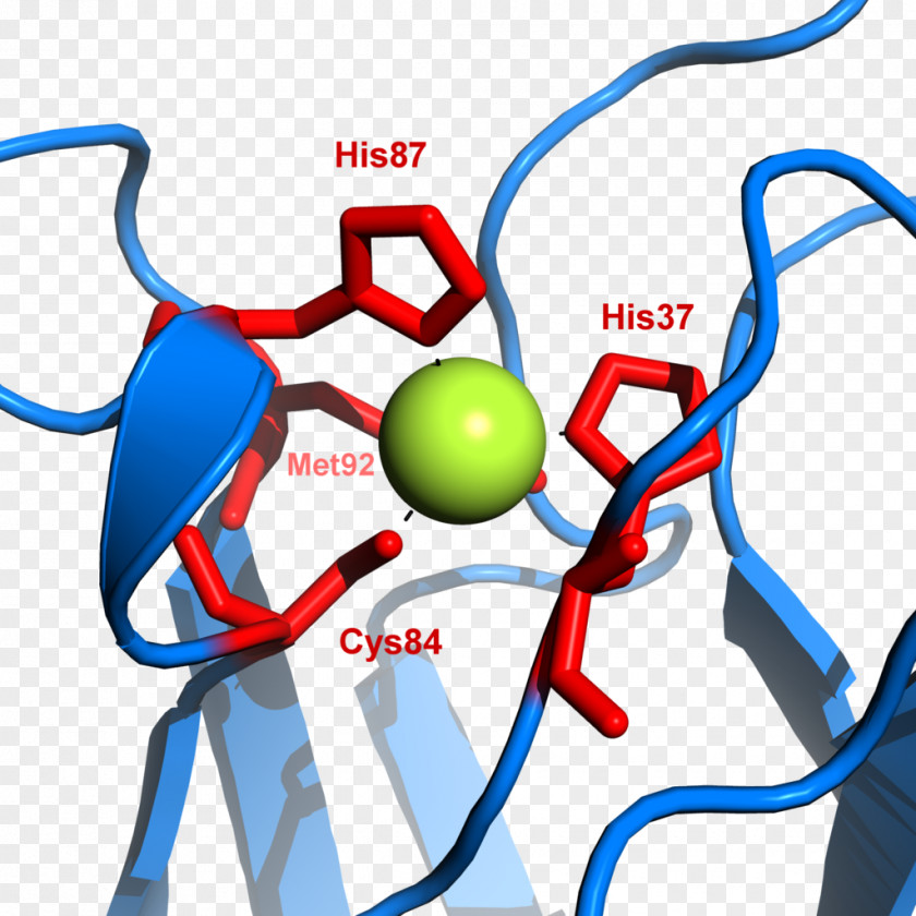 Binding Plastocyanin Cytochrome B6f Complex Photosystem I P700 PNG