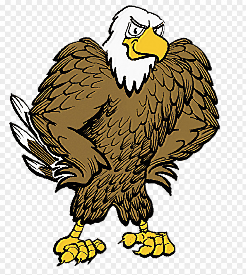 Eagle Bald Golden Clip Art PNG