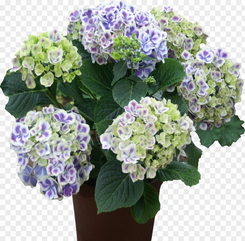 Hydrangea French Panicled Flower Propagule Hornbach PNG