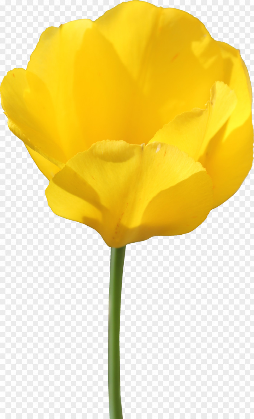 Tulip File Flower PNG
