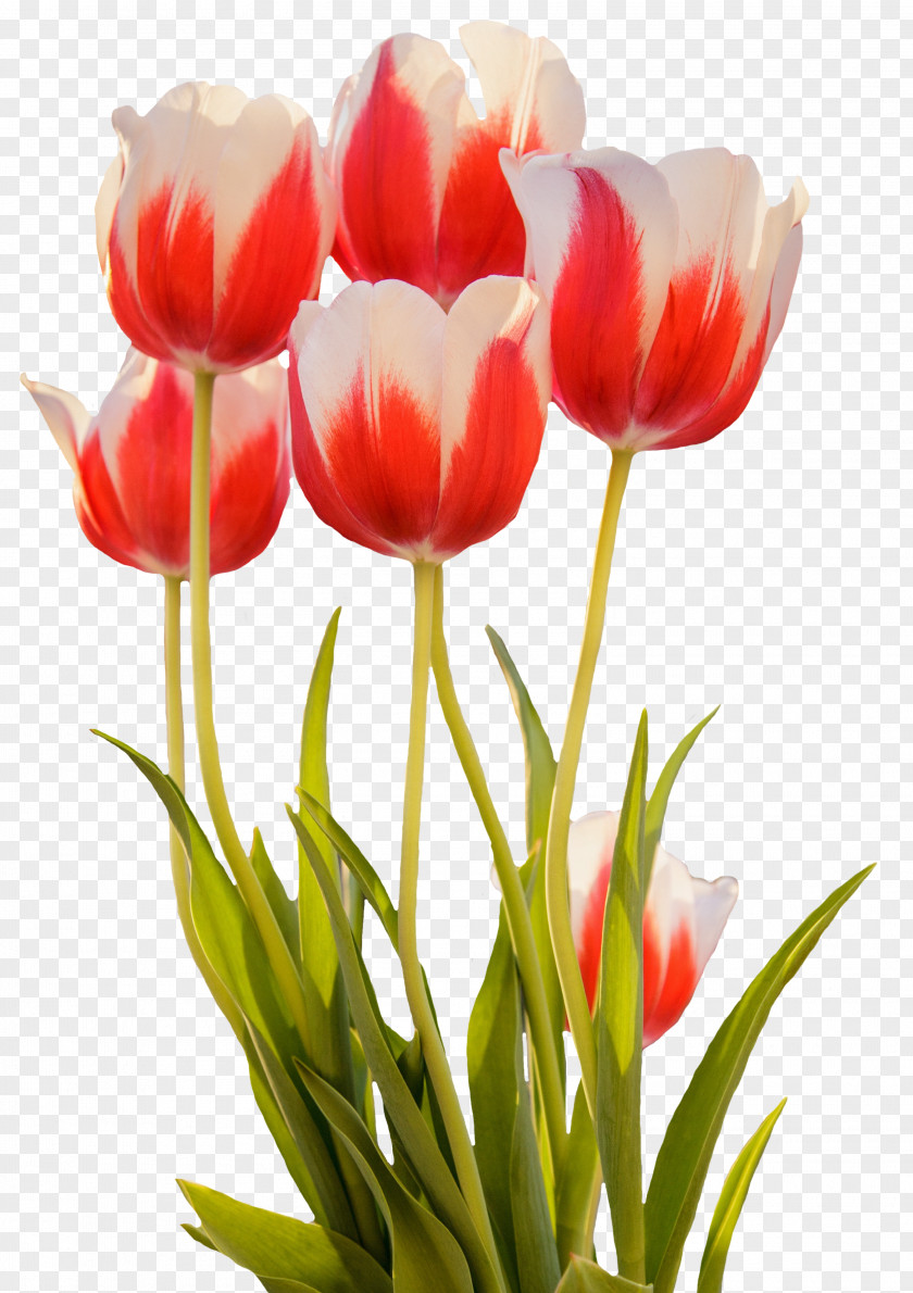 Tulip Pink Flowers Rose Desktop Wallpaper PNG