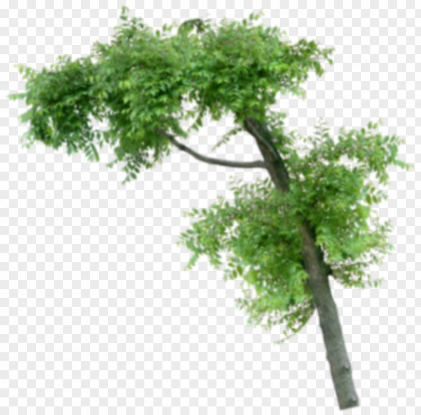 Arboles Houseplant Flowerpot Tree Subclass PNG