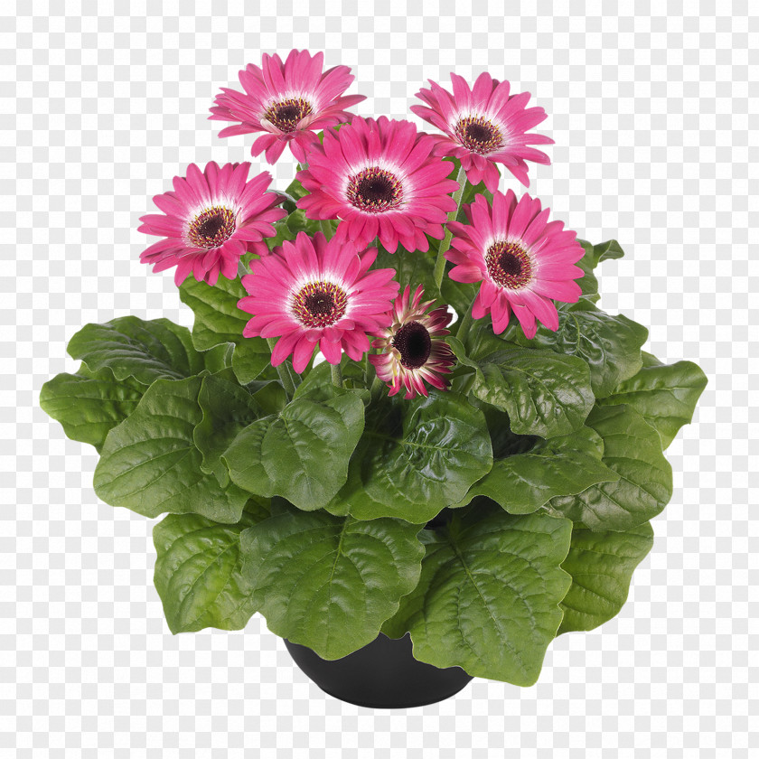 Chrysanthemum Transvaal Daisy Cut Flowers Floristry PNG