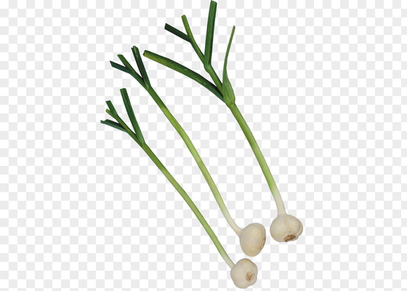 Garlic Vegetable Onion Condiment Beer PNG