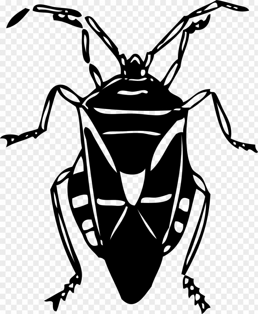 Insect Firefly Clip Art PNG