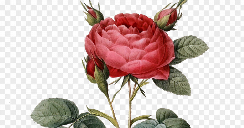 Zinnia Elegans Garden Roses Flower Bouquet Clip Art Rose Bearded Florist PNG