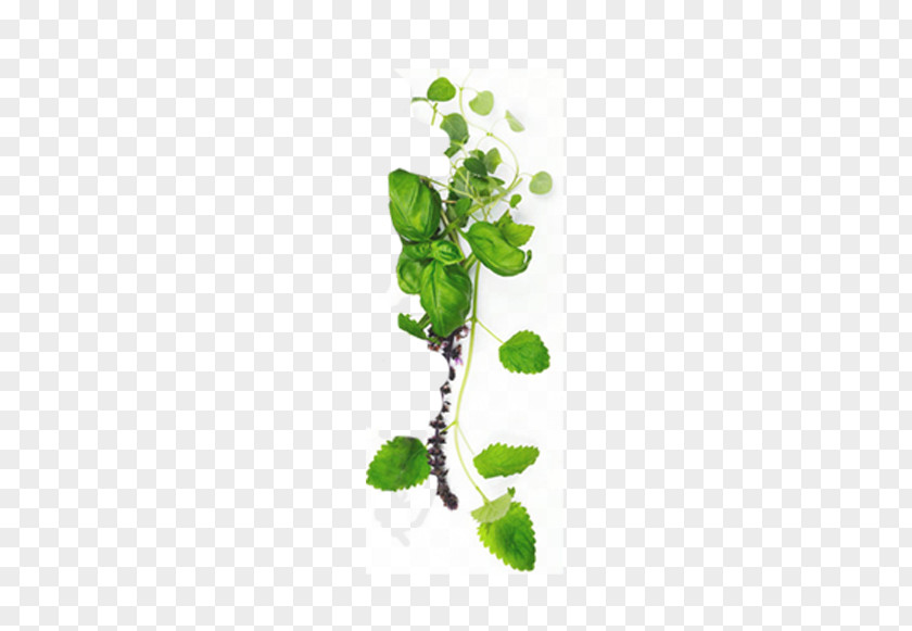 Green Leaves Centella Asiatica Obat Tradisional Aromatherapy PNG