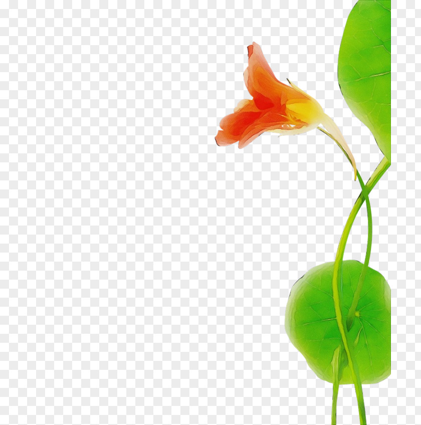 Pedicel Petal Flower Plant Stem Leaf Anthurium PNG