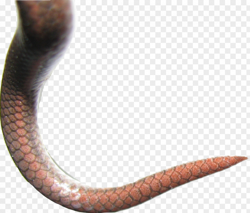 Scale Snakes Reptile Snake Fish PNG