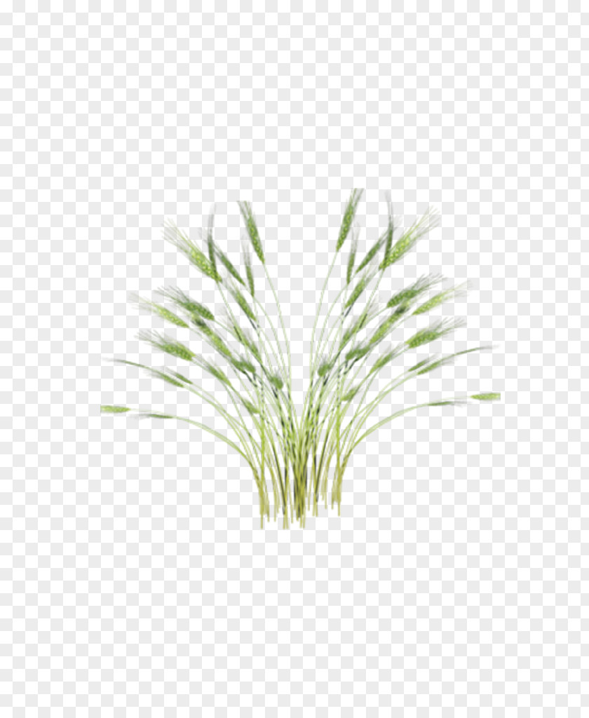 Rice Green Oryza Sativa Paddy Field PNG