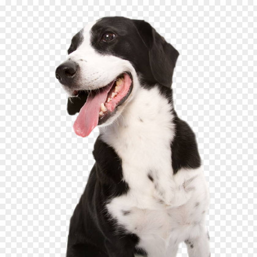 Stay Meng Dog Tongue Cat Veterinarian Veterinary Medicine PNG