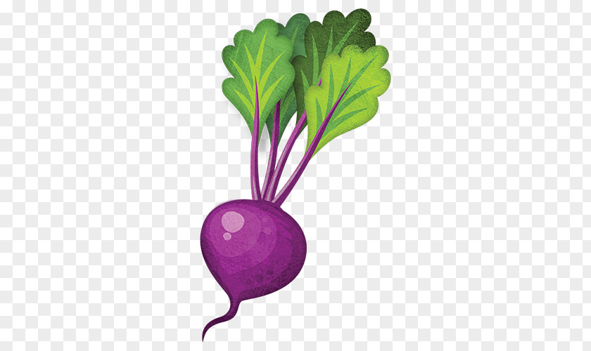 Beetroot Leaf Vegetable Turnip Rutabaga PNG