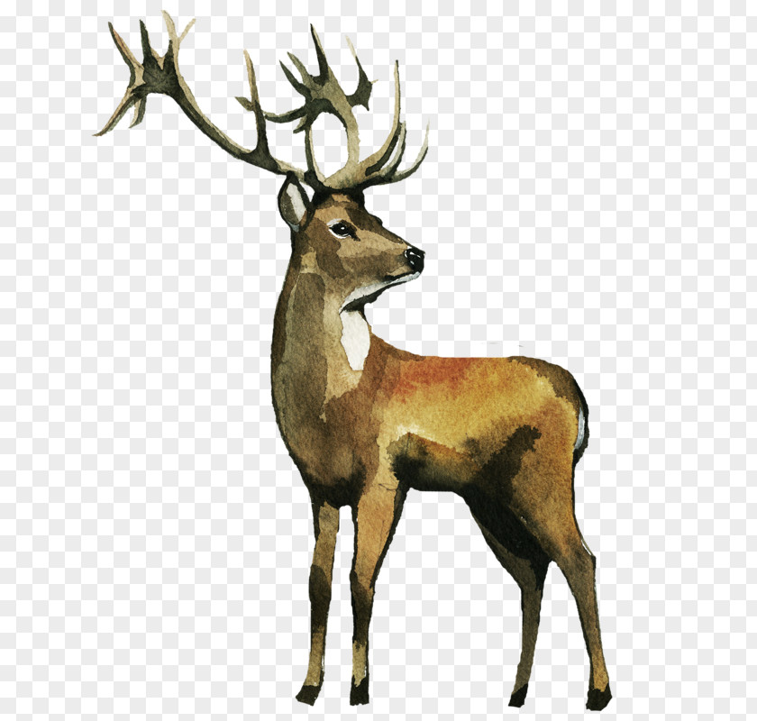 Deer Reindeer Watercolor Painting Elk Clip Art PNG