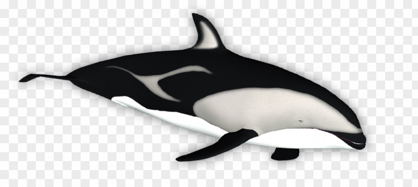 Dolphin Tucuxi White-beaked Porpoise Killer Whale PNG
