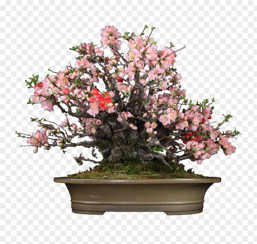 Japanese Bonsai Chinese Sweet Plum Flowerpot Lichun Quince PNG