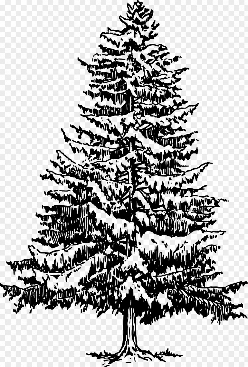 Pine Tree Eastern White Drawing Clip Art PNG