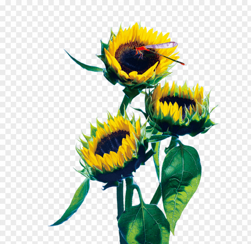 Sunflower Advertising Real Property Building Common PNG