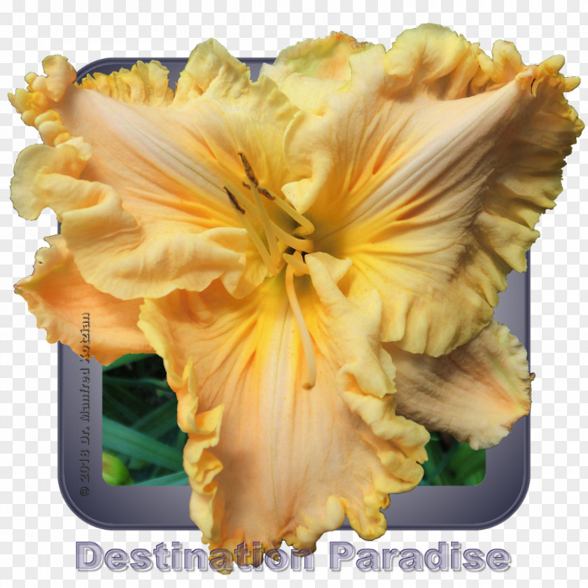 Flower Daylily Iris Family Petal 0 PNG