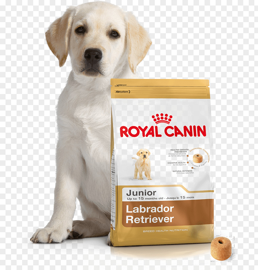 Labrador Dog Retriever Puppy Maltese Food German Shepherd PNG