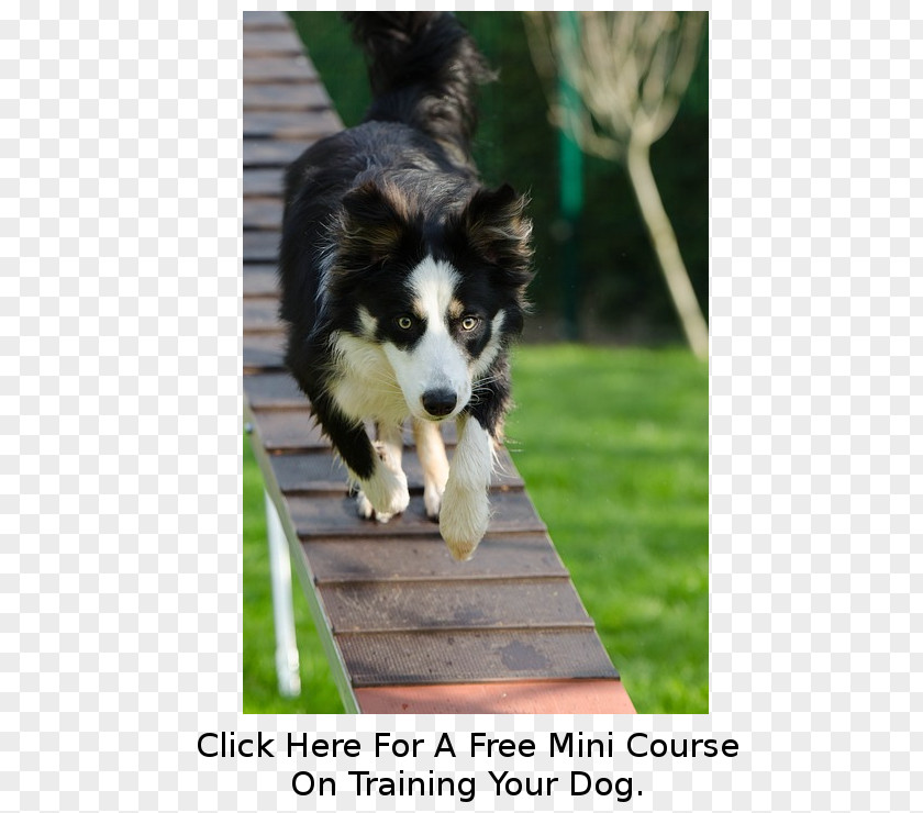 Puppy Australian Shepherd Border Collie Miniature American Dog Agility PNG