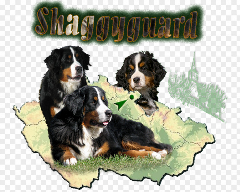 Puppy Dog Breed Bernese Mountain Greater Swiss Entlebucher PNG