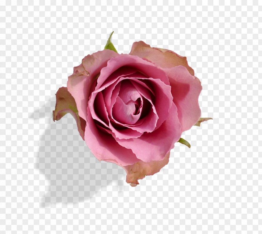 Quotation Garden Roses Einführung In Die Vererbungslehre Cabbage Rose PNG