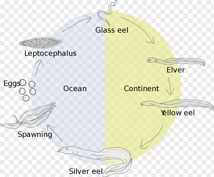 Sea European Eel Life History Biological Cycle Leptocephalus PNG