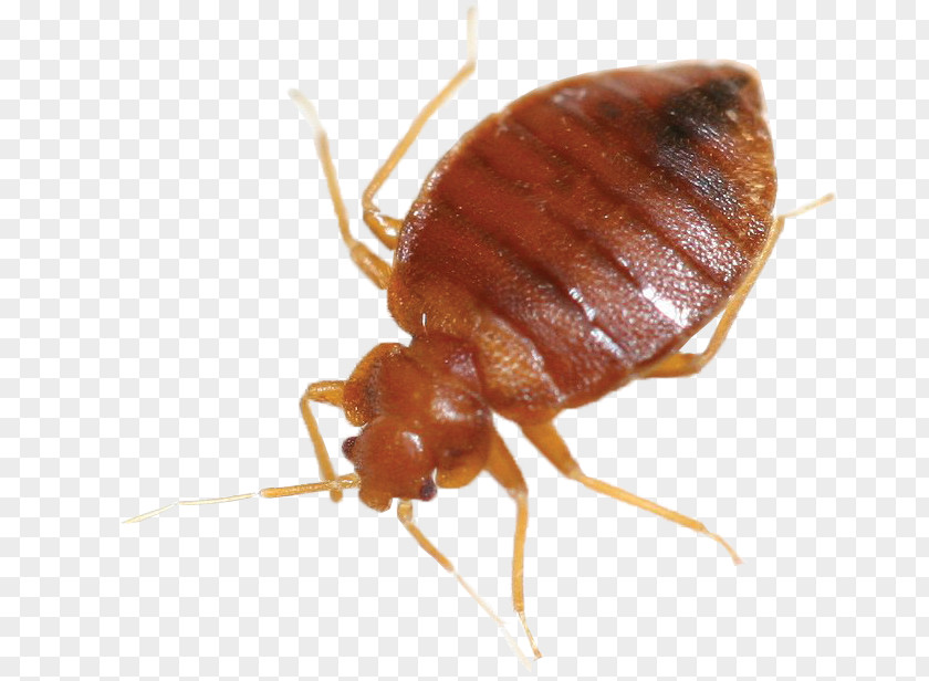Cockroach Mosquito Bed Bug Control Techniques Pest PNG