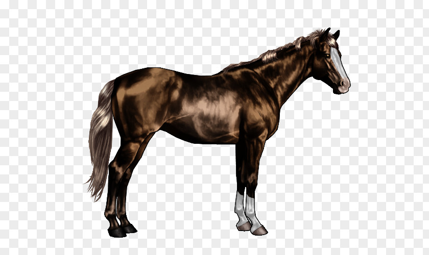 Fjord Horse Thoroughbred American Quarter Canadian Appaloosa Friesian PNG