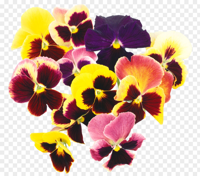 Flower Pansy Digital Image Clip Art PNG