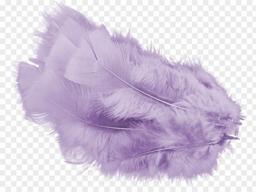 Plum Feather Color Violet Computer Software PNG