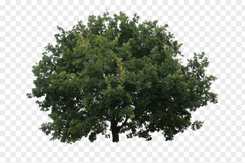 Tree Shrub Oak Lindens PNG