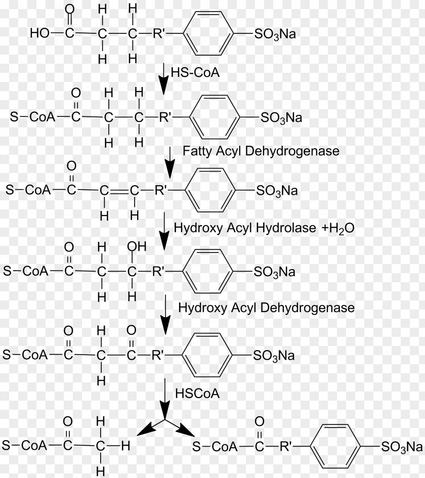 Beta Biodegradation Alkylbenzene Sulfonates Dodecylbenzene Surfactant PNG