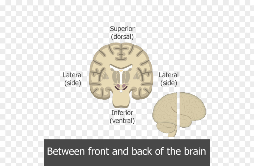 Brain Human Multipolar Neuron Motor PNG