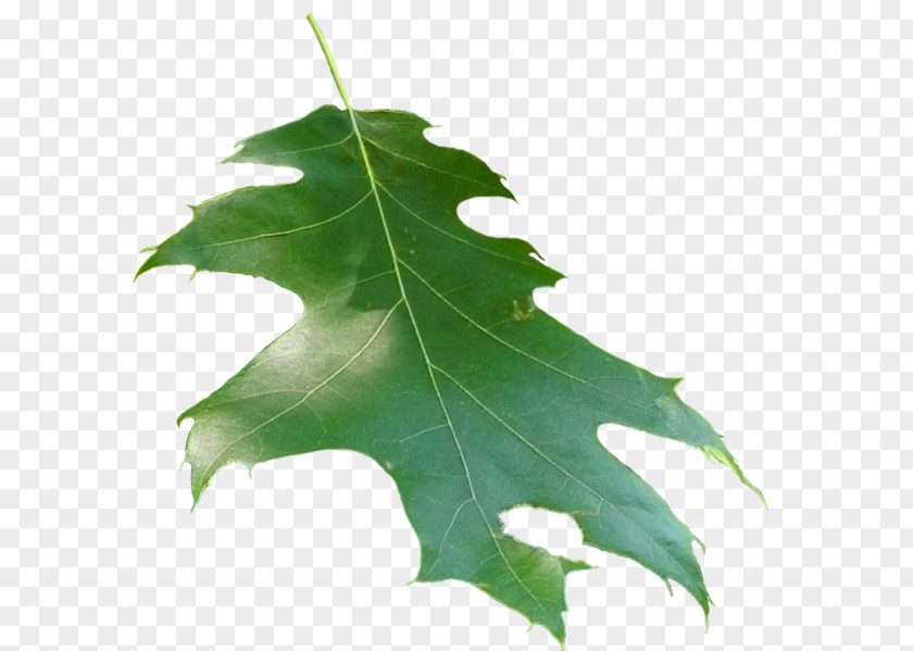 Family Plane Trees Leaf PNG