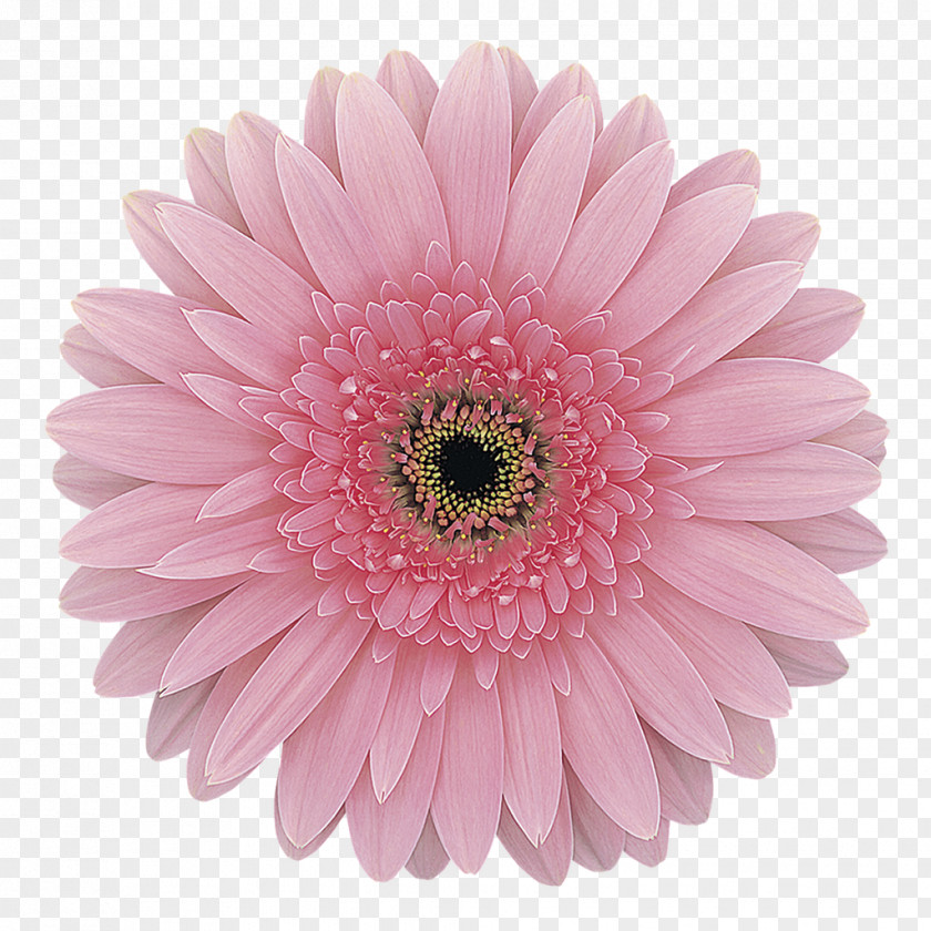 Gerbera Transvaal Daisy Pink Cut Flowers Rose PNG
