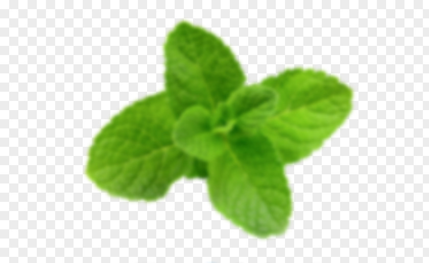 Peppermint Herb Medicinal Plants Stock Photography Mentos PNG