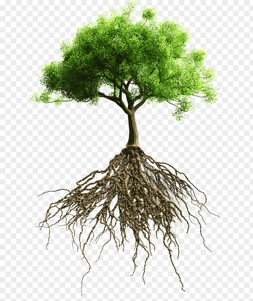 Root Tree Stock Photography PNG