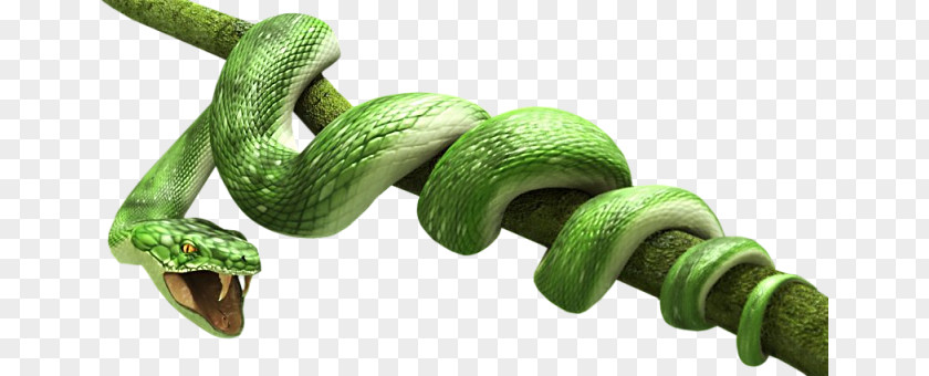 Snake PNG clipart PNG