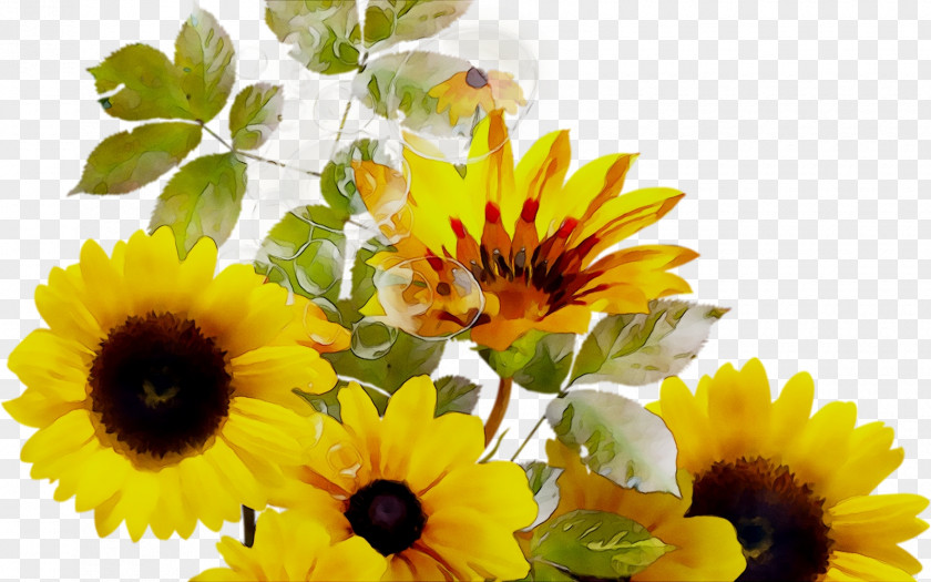 Common Sunflower Yellow Annual Plant Seed PNG